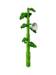Moonflower