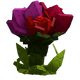 Rosy Delight